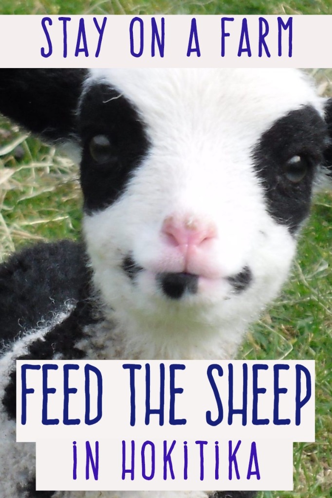 Staying On A Farm In New Zealand