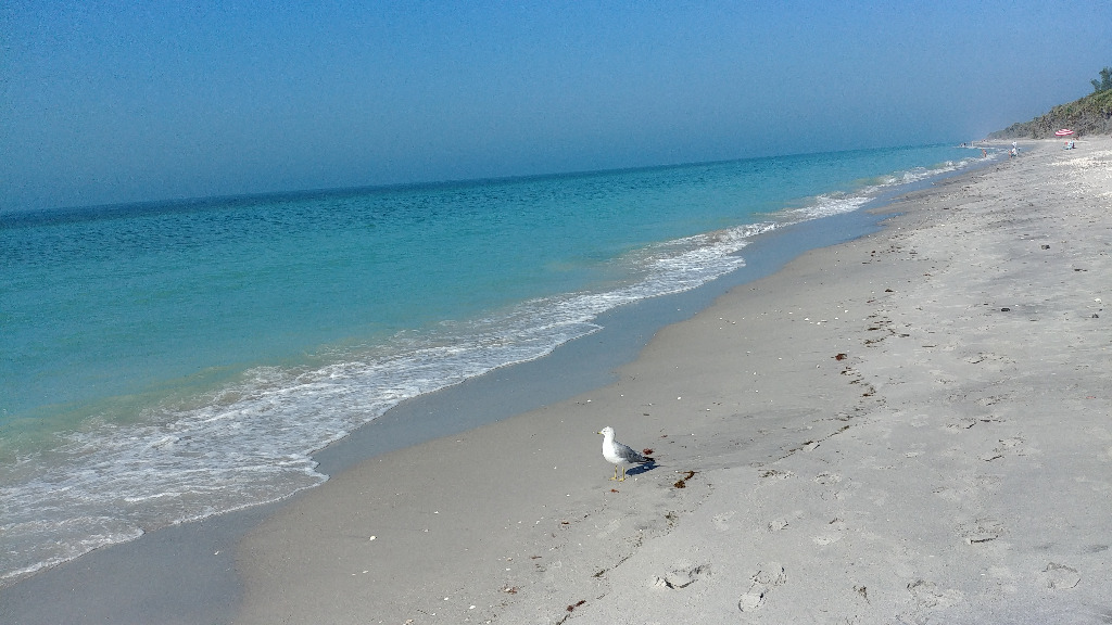 Best Beaches in Venice FL