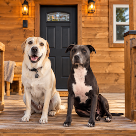 Dog-Friendly Smoky Mountain Vacations & Pigeon Forge Guide
