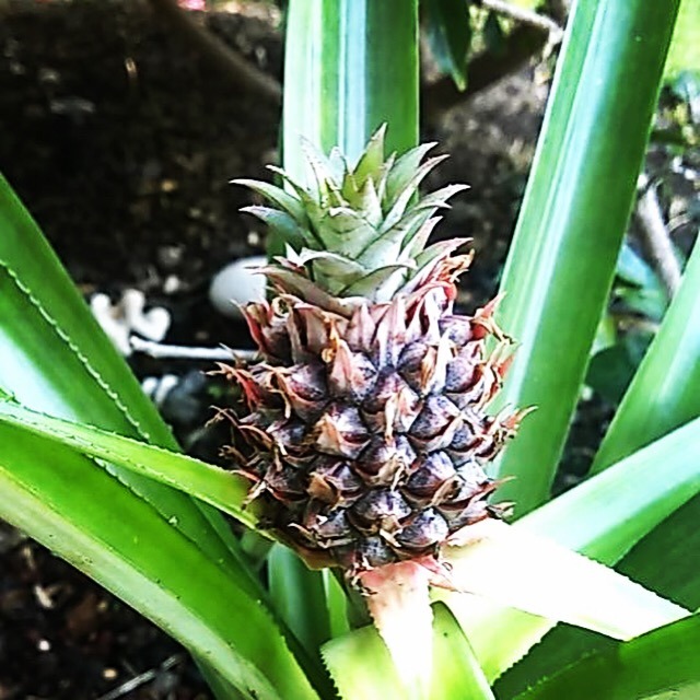 Groceries, Farmers Markets and Shopping