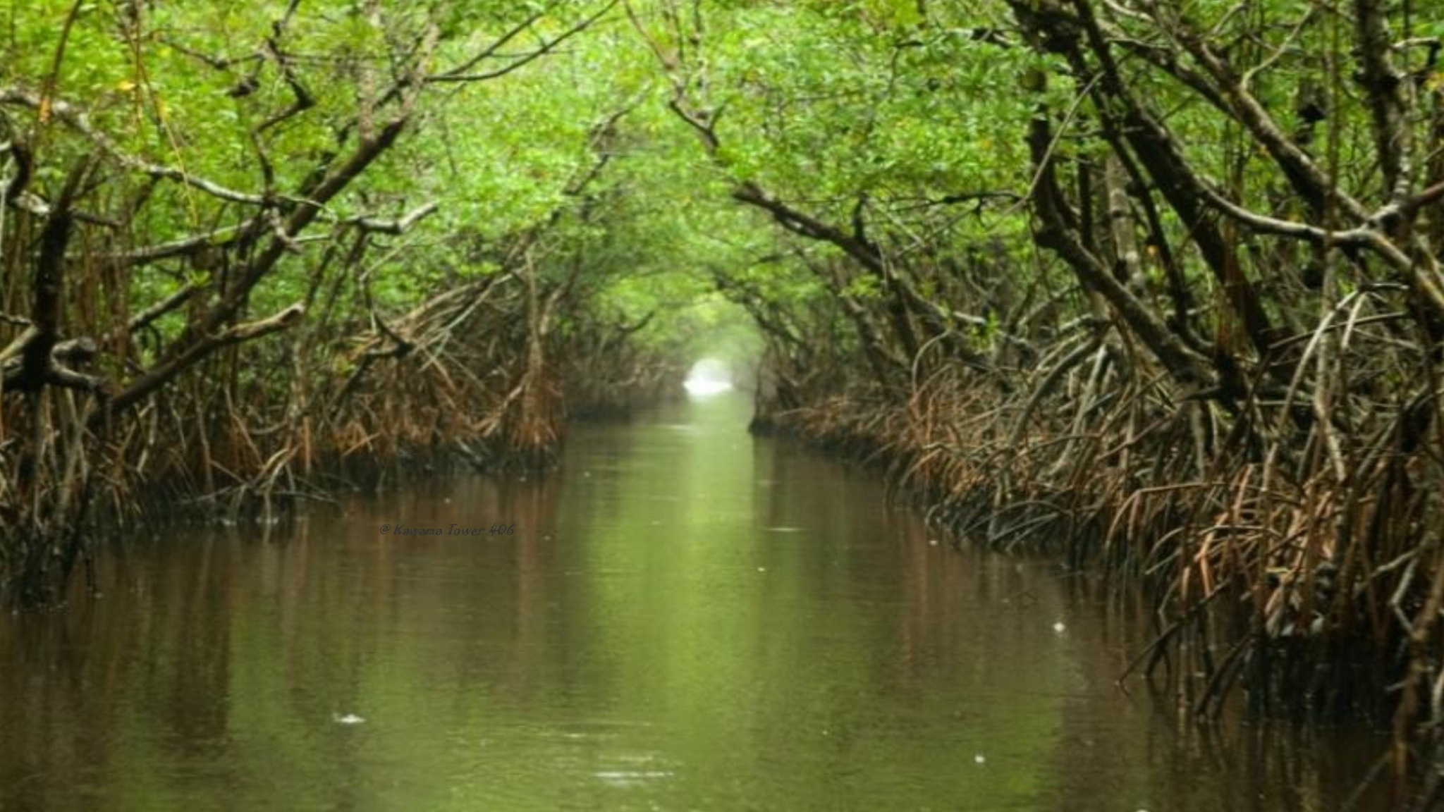 Florida Keys and Everglades Marine Life & Wildlife Spotting