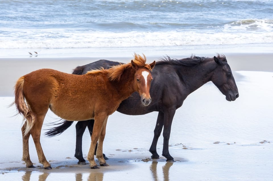 Wild Horses