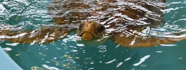 Turtles: Sea, Land, Fresh and Brackish water