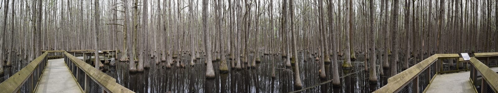 Congaree National Park boardwalk trail leads through a forest of towering bald cypress trees in flooded wetlands, showcasing a unique ecological experience in South Carolina's rich biodiversity. | Houfy — No Fees, Book Direct