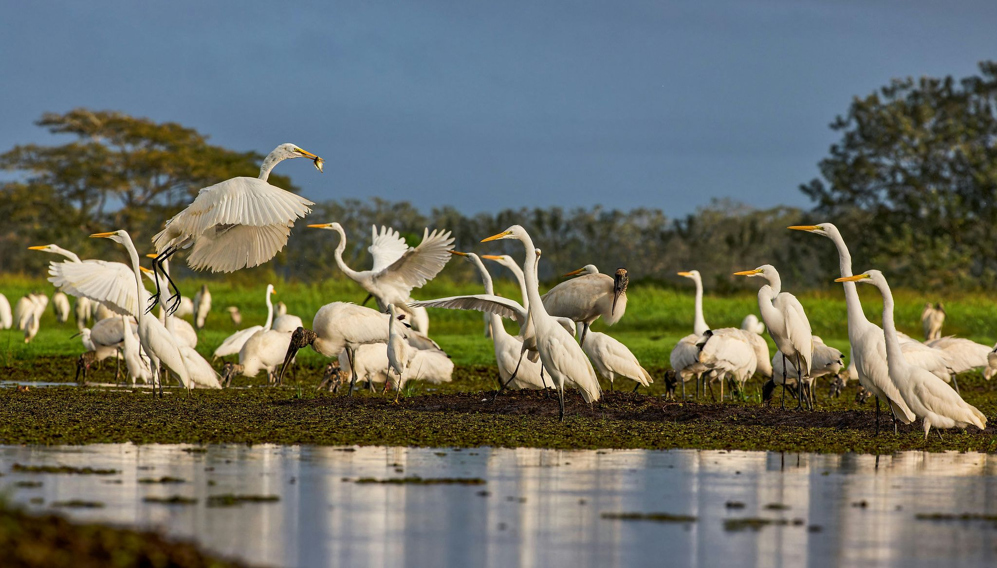 Great Egrets and Wood Storks wading and in flight over a lush tropical wetland at golden hour — book a bird watching vacation rental near the best birding destinations | Houfy — No Fees, Book Direct