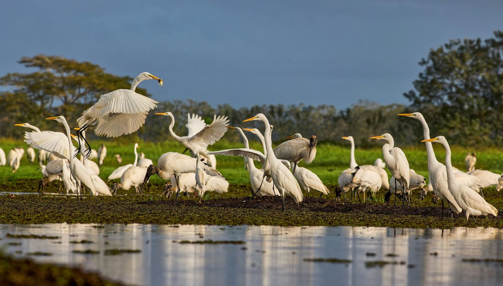 Great Egrets and Wood Storks wading and in flight over a lush tropical wetland at golden hour — book a bird watching vacation rental near the best birding destinations | Houfy — No Fees, Book Direct