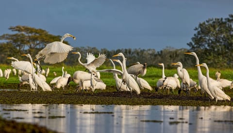 Bird Watching vacation rentals