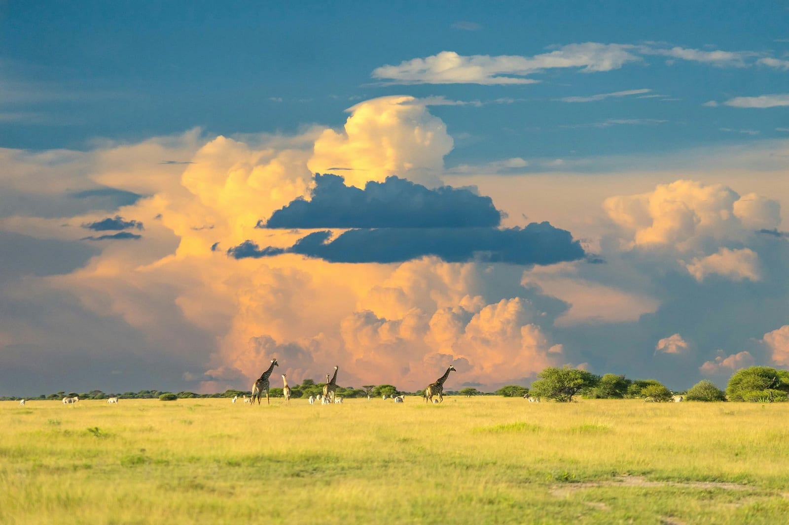 A journey of giraffes and scattered zebras grazing on Botswana's golden savanna at golden hour, beneath towering cumulonimbus storm clouds lit in fiery orange and pink against a deep blue African sky — book a fee-free Botswana vacation rental on Houfy | Houfy — No Fees, Book Direct