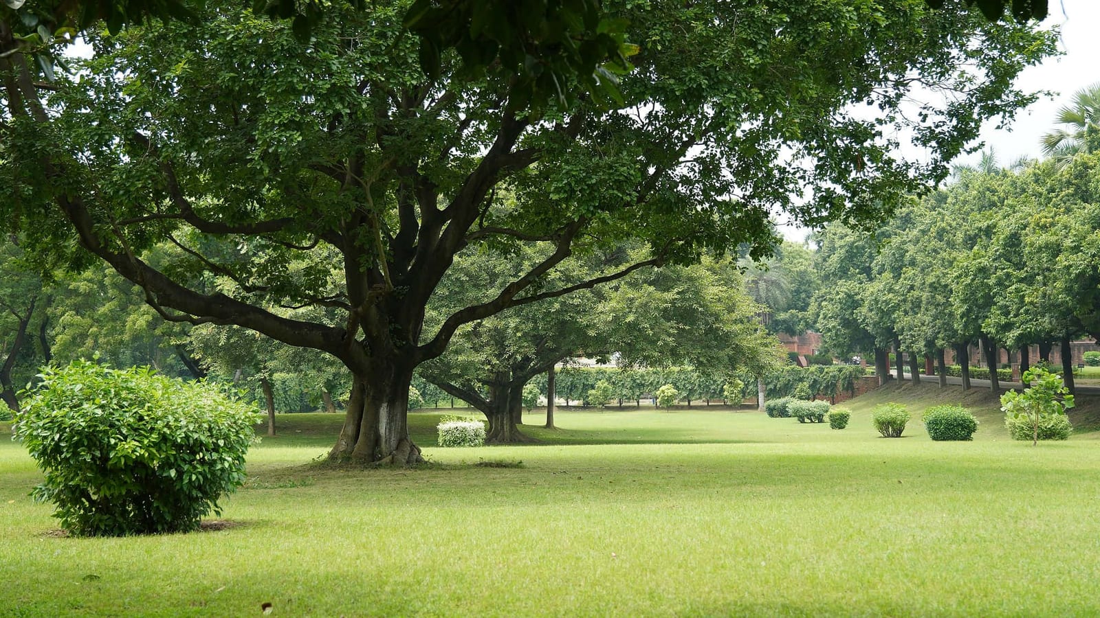 Expansive estate garden with a massive ancient shade tree, sprawling green lawn, manicured round shrubs, and a shaded tree-lined border under bright midday light — book a fee-free garden view vacation rental on Houfy | Houfy — No Fees, Book Direct