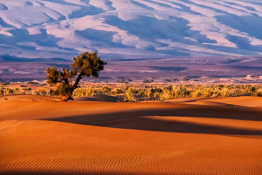 Golden hour over the vast Erg Chebbi sand dunes of the Moroccan Sahara near Merzouga, with wind-sculpted ripples in rich burnt orange and honey gold, a solitary desert acacia tree silhouetted against a distant band of muted olive scrub, and hazy blue-lavender mountain silhouettes receding under long dramatic shadows — book a fee-free Morocco vacation rental on Houfy | Houfy — Book Direct