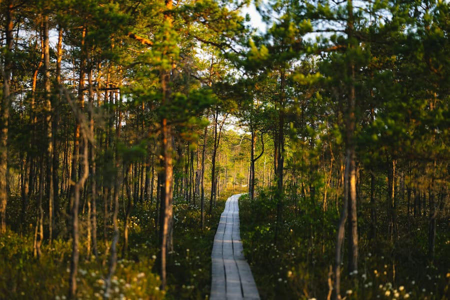 A rustic wooden boardwalk trail winding through a sun-drenched coastal pine forest in North Carolina at golden hour, with warm light filtering through the tree canopy — book a fee-free North Carolina vacation rental on Houfy | Houfy — Book Direct