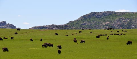 Oklahoma vacation rentals