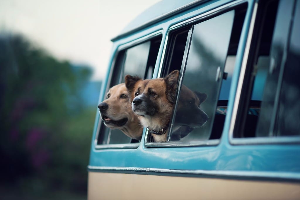 A golden Labrador and a tri-color Shepherd mix eagerly looking out the open window of a vintage two-tone blue and cream travel bus against a lush green countryside backdrop — book a fee-free pet-friendly vacation rental on Houfy | Houfy — No Fees, Book Direct