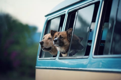 Pet friendly vacation rentals