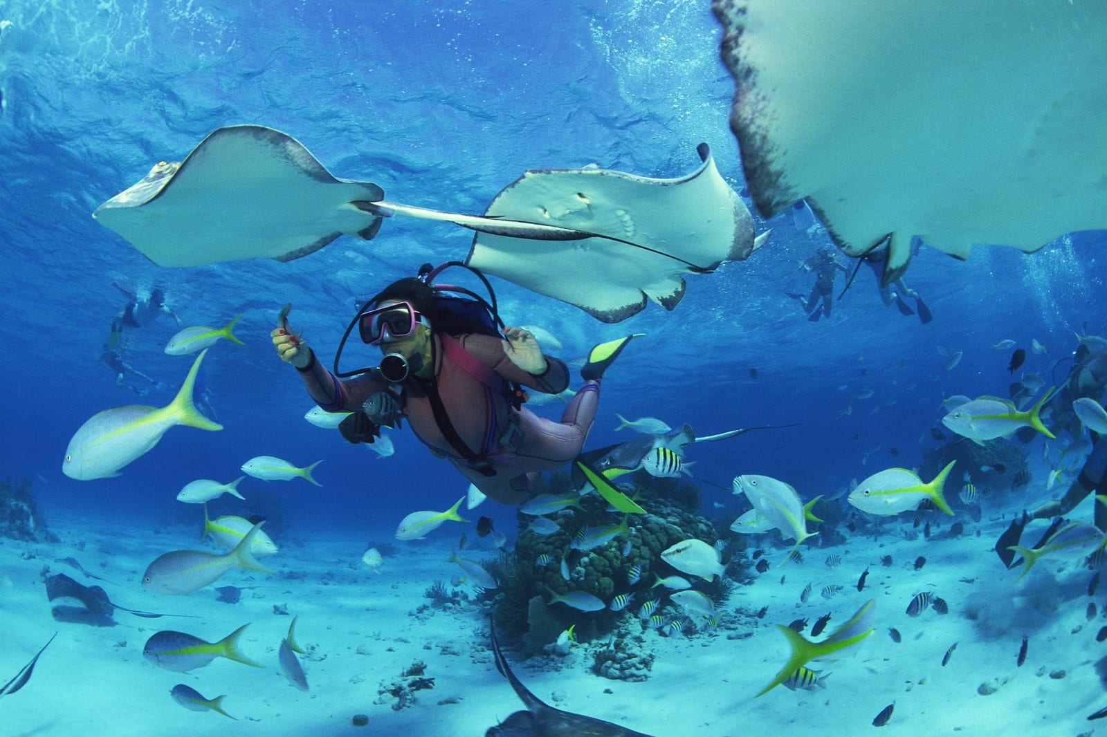 Female scuba diver in a pink wetsuit surrounded by large Southern Stingrays gliding overhead and a vivid school of yellowtail snapper fish in a crystal-clear shallow tropical lagoon with white sand seabed — book a fee-free scuba diving vacation rental on Houfy | Houfy — No Fees, Book Direct