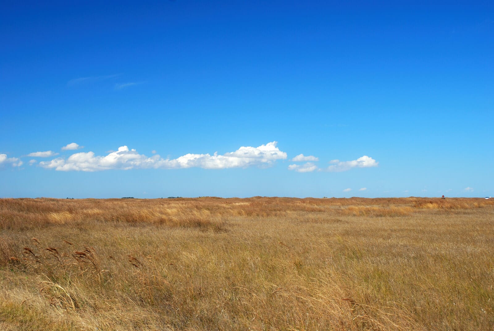 Vibrant blue skies stretch over the golden grasslands of South Downs National Park, England, with wispy clouds adding depth to the serene horizon, offering a captivating and tranquil escape for nature lovers. | Houfy — No Fees, Book Direct