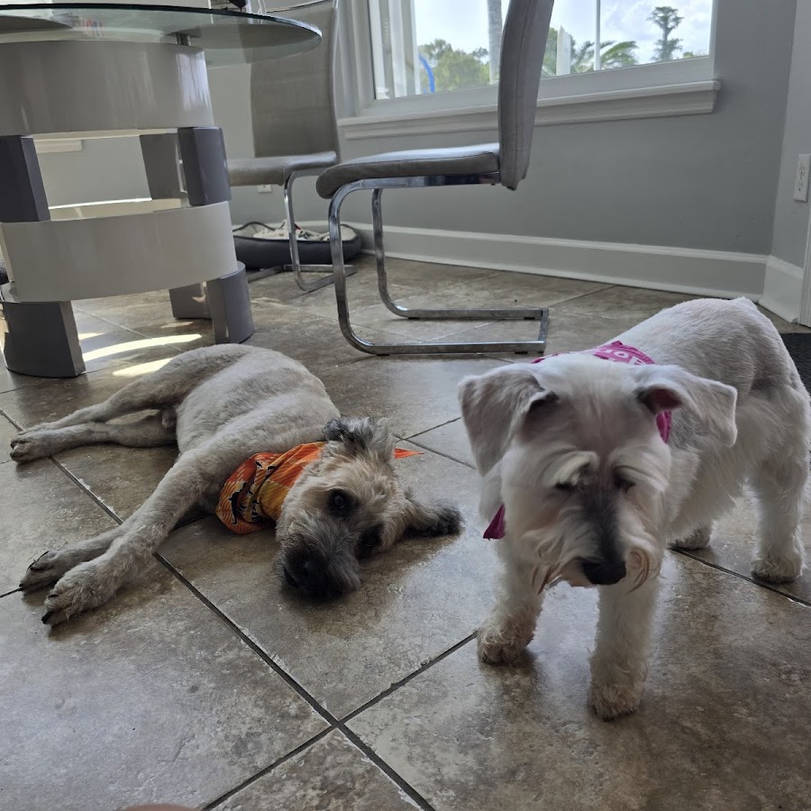 Making Life Easier with Mobile Dog Grooming Oviedo