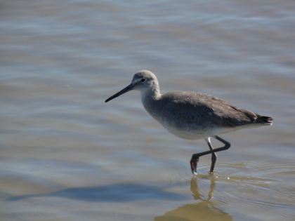Sandpipers on Jekyll Sandpiper's Beach
