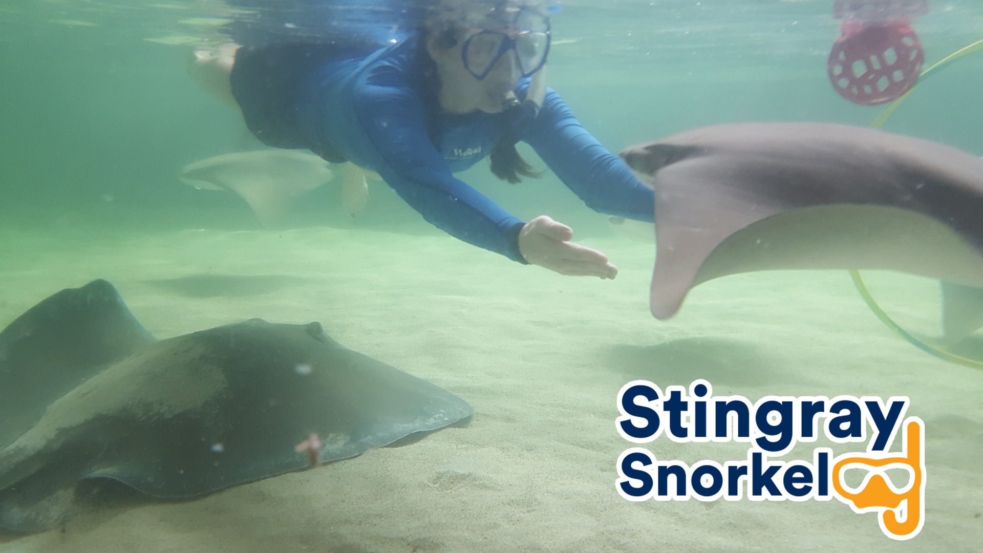 Dolphins, Stingrays, Penguins OH MY.  Gulf World has a lot to offer from daily shows, swimming with the animals, and interactive programs.