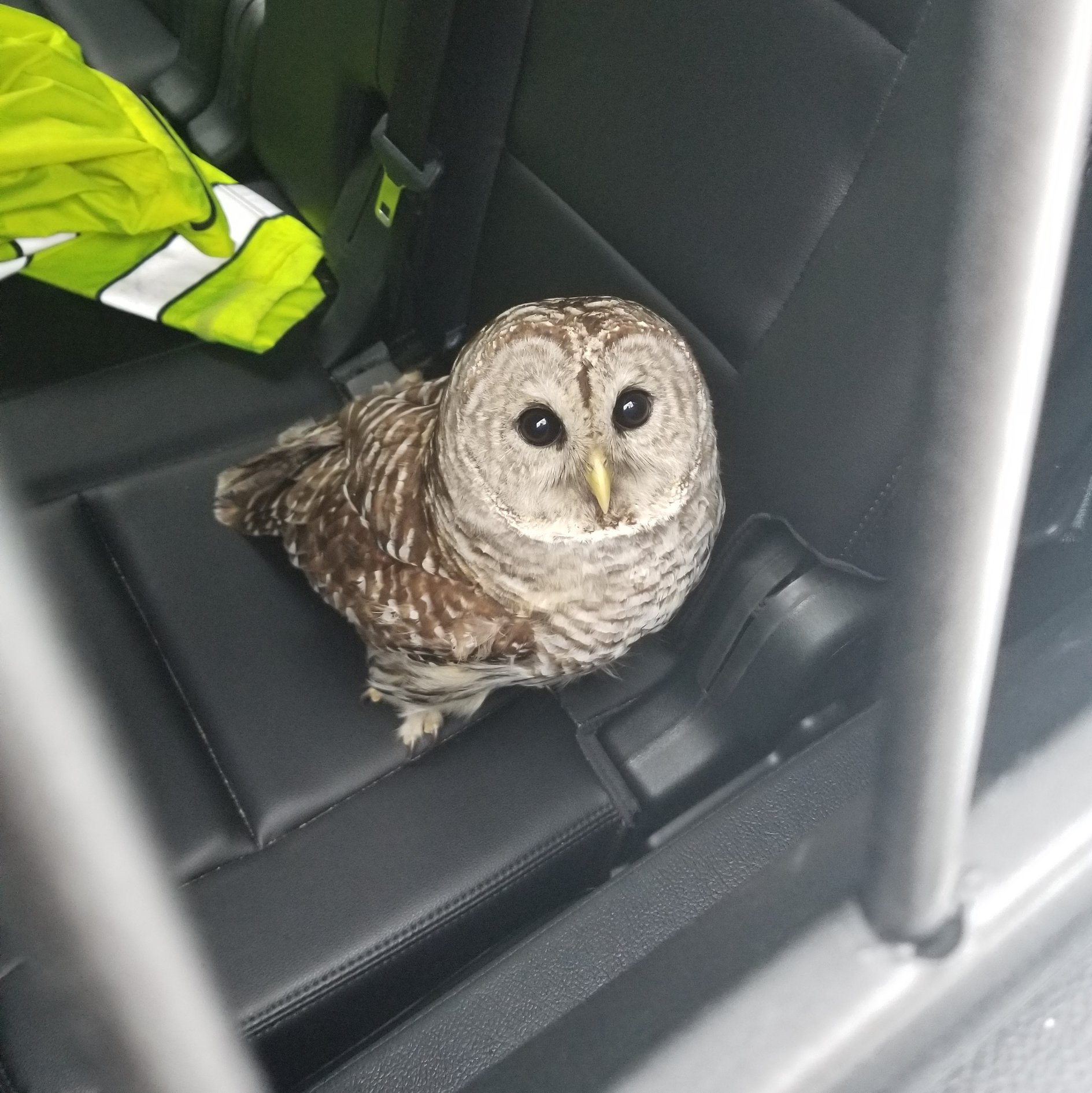 Vermont Institute of Natural Science