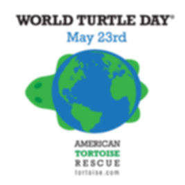 Happy #worldturtleday from Hale O' Honu'ea!