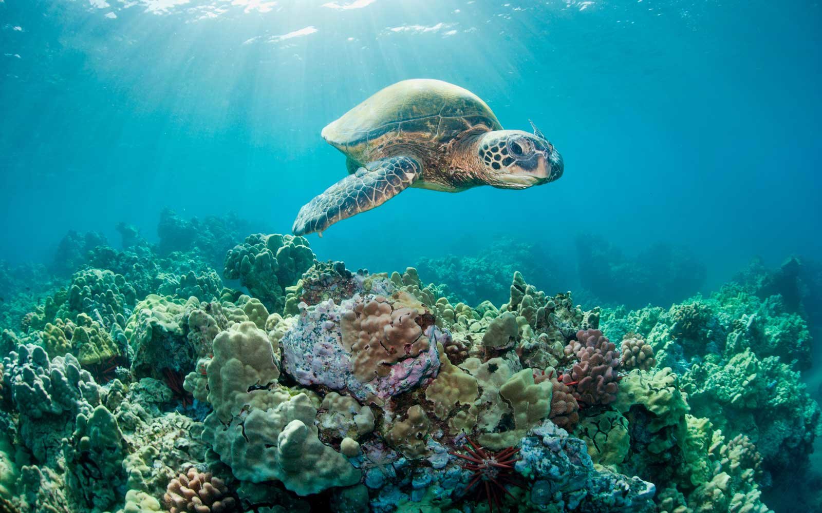 Please be a responsible tourist and protect the reefs