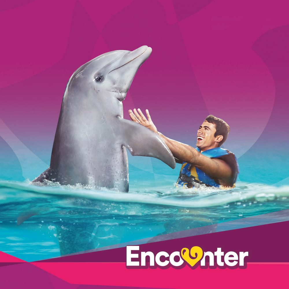 Dolphins, Stingrays, Penguins OH MY. Gulf World has a lot to offer from daily shows, swimming with the animals, and interactive programs.
