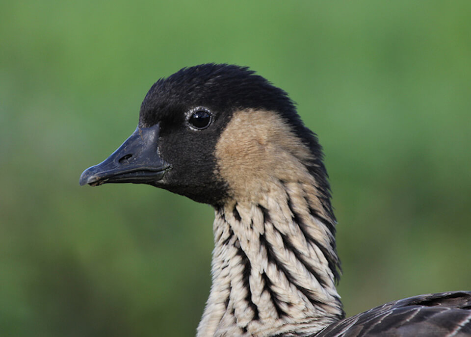 Happy Earth Day from Hale O' Honu'ea