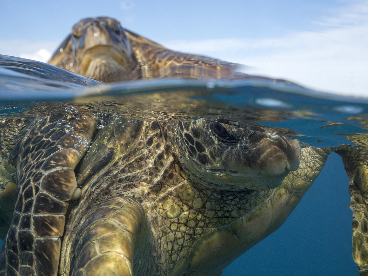 Happy #worldturtleday from Hale O' Honu'ea!