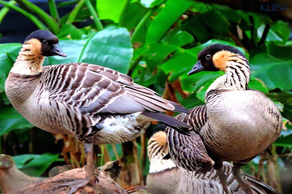 Happy Earth Day from Hale O' Honu'ea