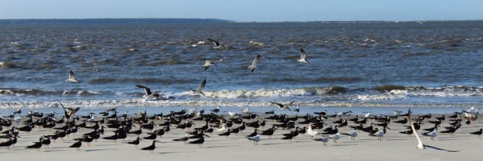 Hike Jekyll's Remote Southern Beach