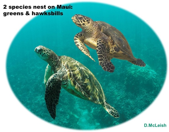 Honu (Sea Turtles), and where to spot them