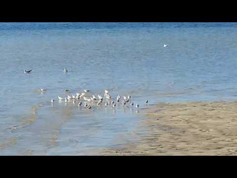 Our Property Becomes a Refuge for Sandpipers Impacted by Red Tide