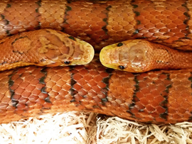 Vermont Institute of Natural Science