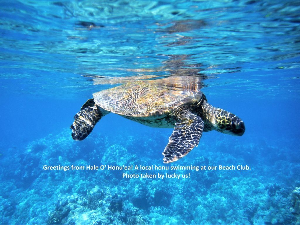 Honu (Sea Turtles), and where to spot them