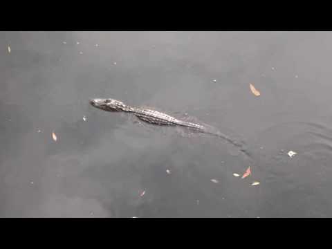 Alligators, Rattlesnakes and Bobcats - Top Predators