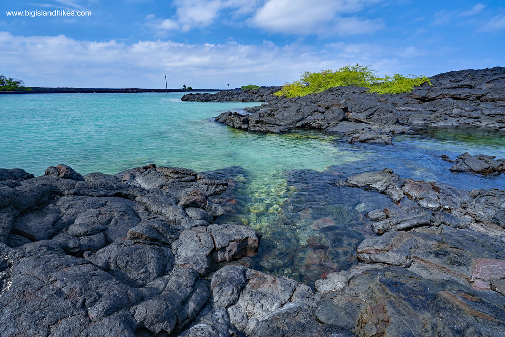 Honu (Sea Turtles), and where to spot them