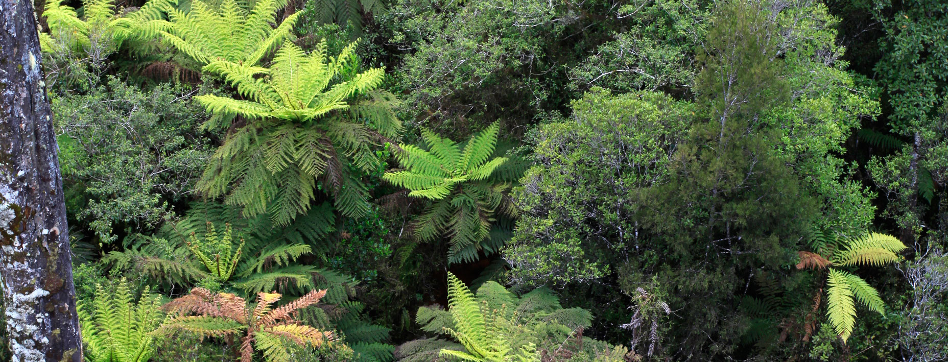The Best Walks In Hokitika