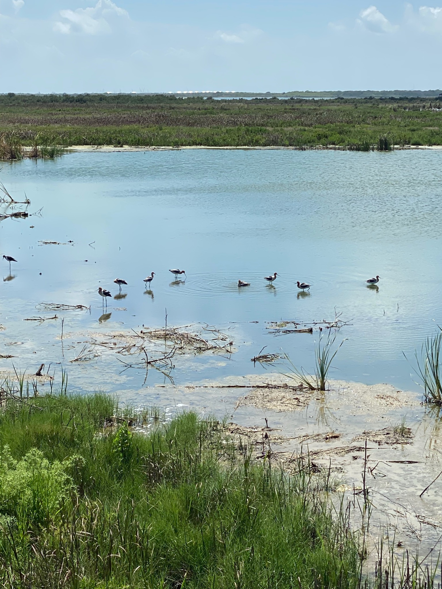 Leonabelle Turnbull Birding Center