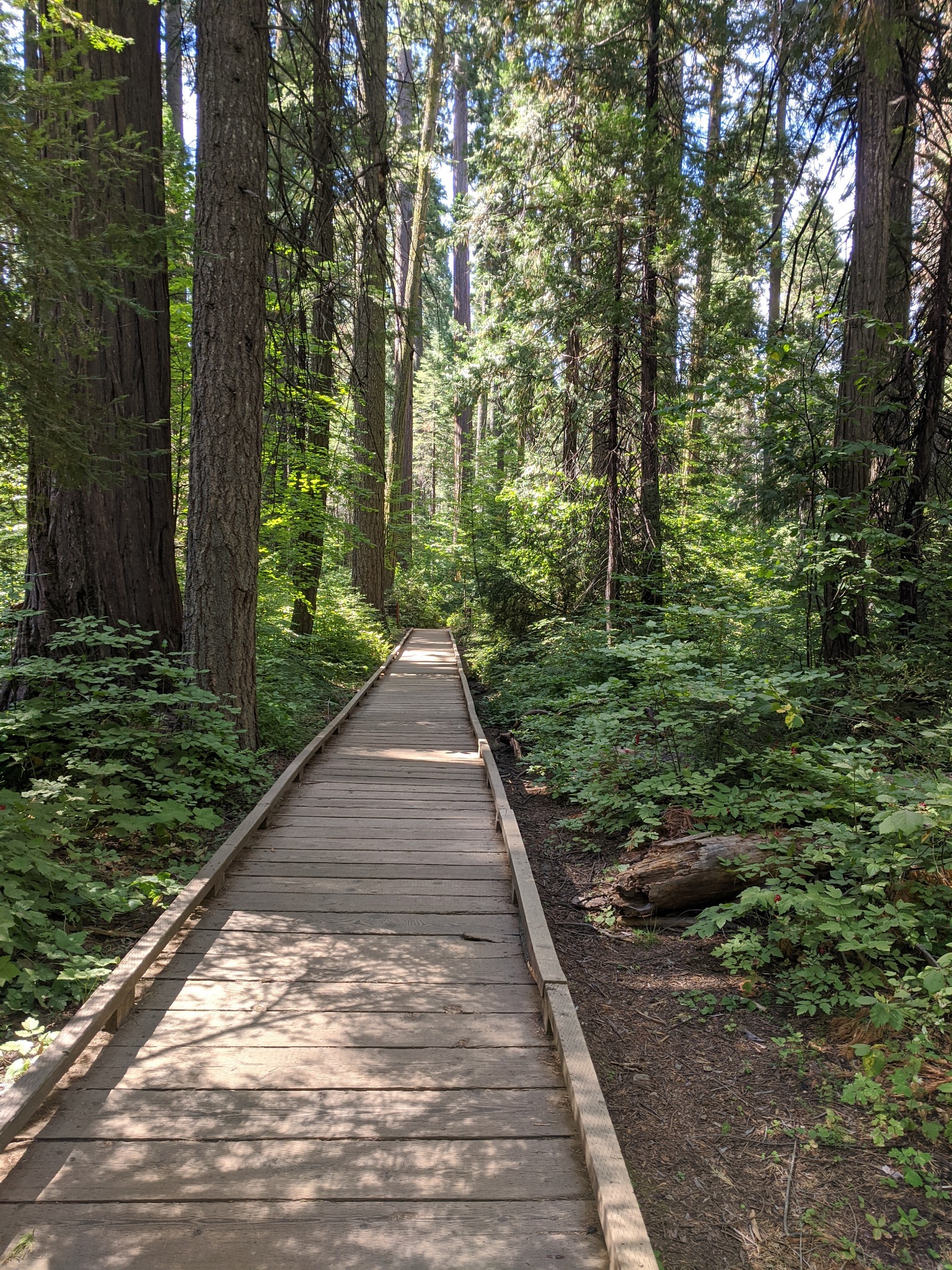 Few visitors know that Calaveras Big Trees State Park can be accessed from Upper Moran Road in the Blue Lake Springs neighborhood of Arnold,