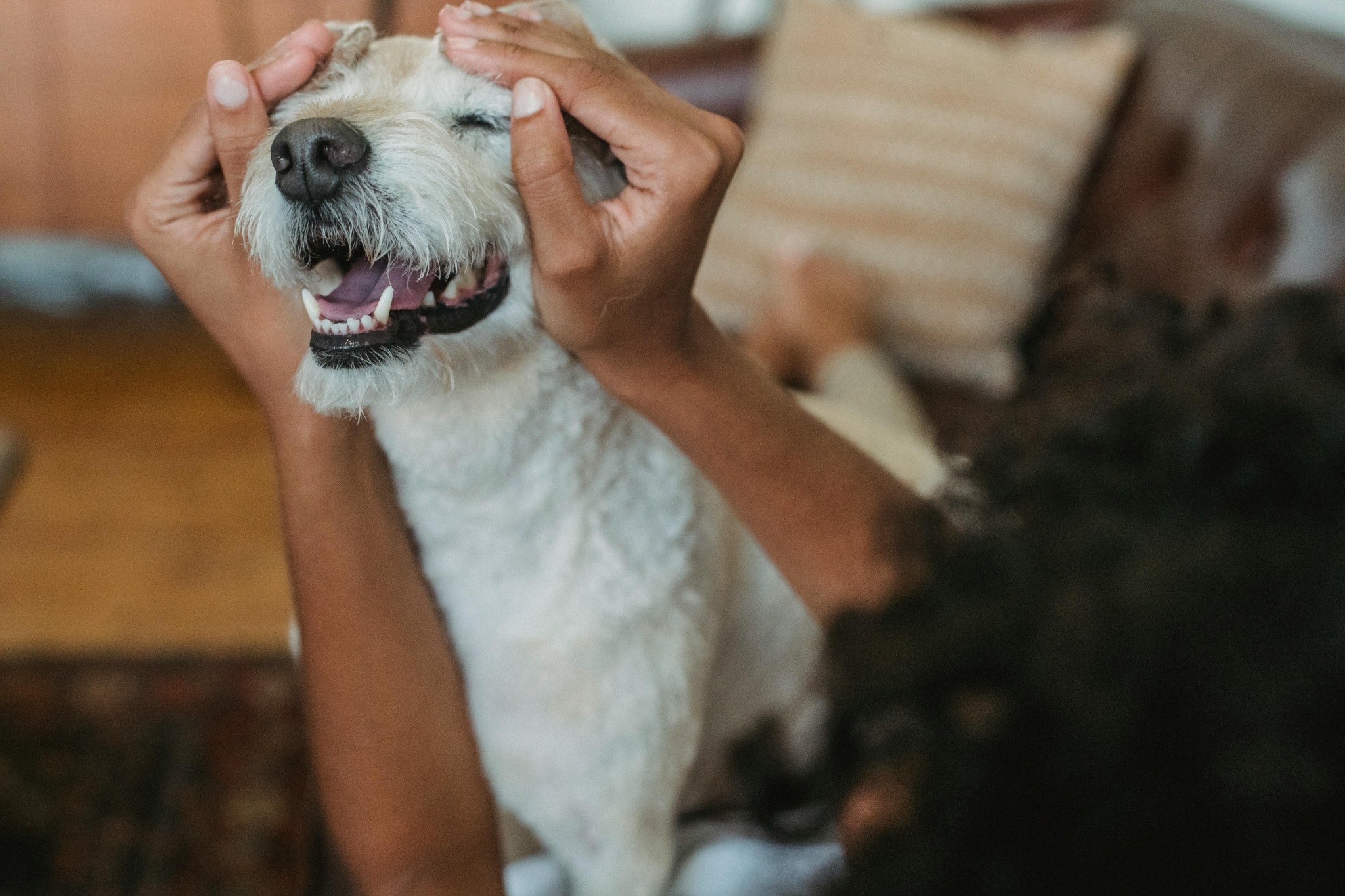 How to Make Your Vacation Rental Pet-friendly: Tips for Hosts