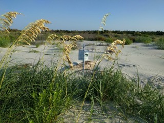 Jekyll Flowers and Plants