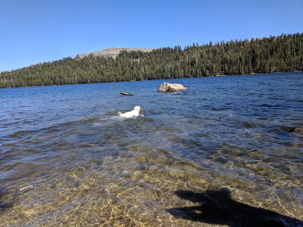 Dogs at Snowflake Chalet