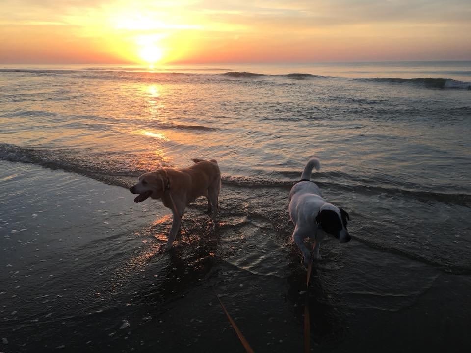 The Marejo Pet Policy and Addendum - Pawley's Island, SC