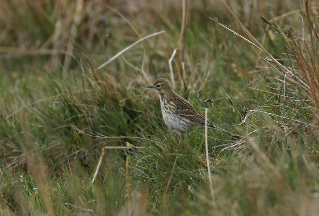 Birds of the Brecon Beacons