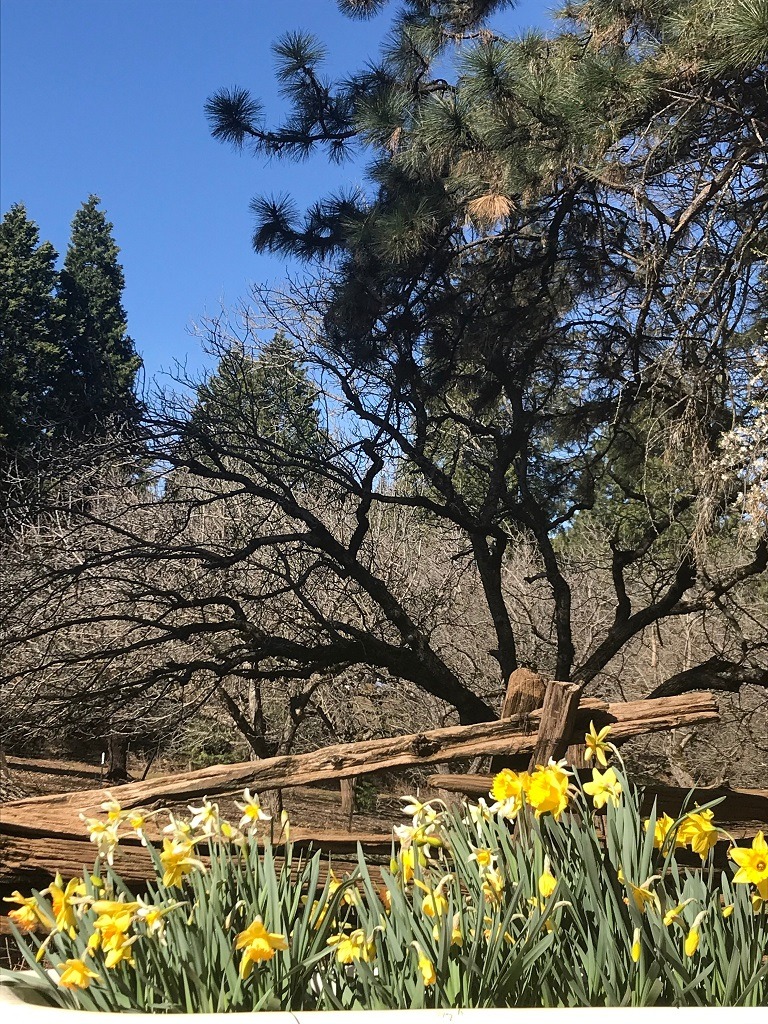 Daffodil Hill