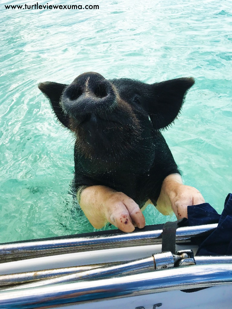 When pigs swim!