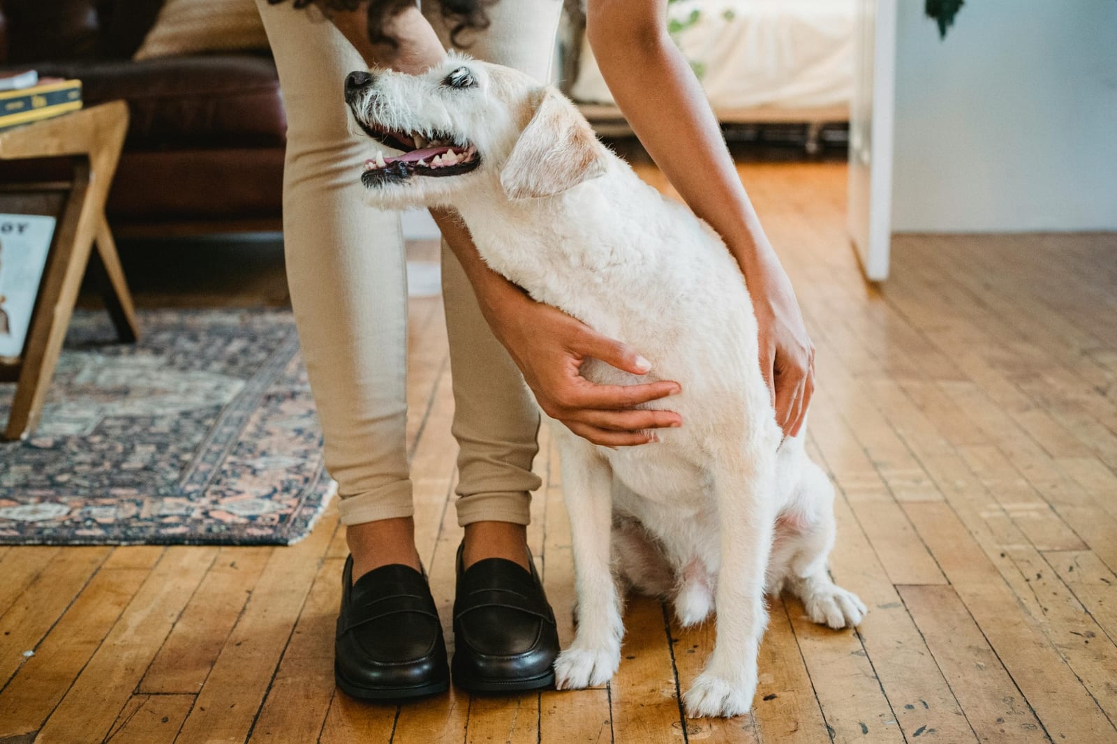 How to Make Your Vacation Rental Pet-friendly: Tips for Hosts