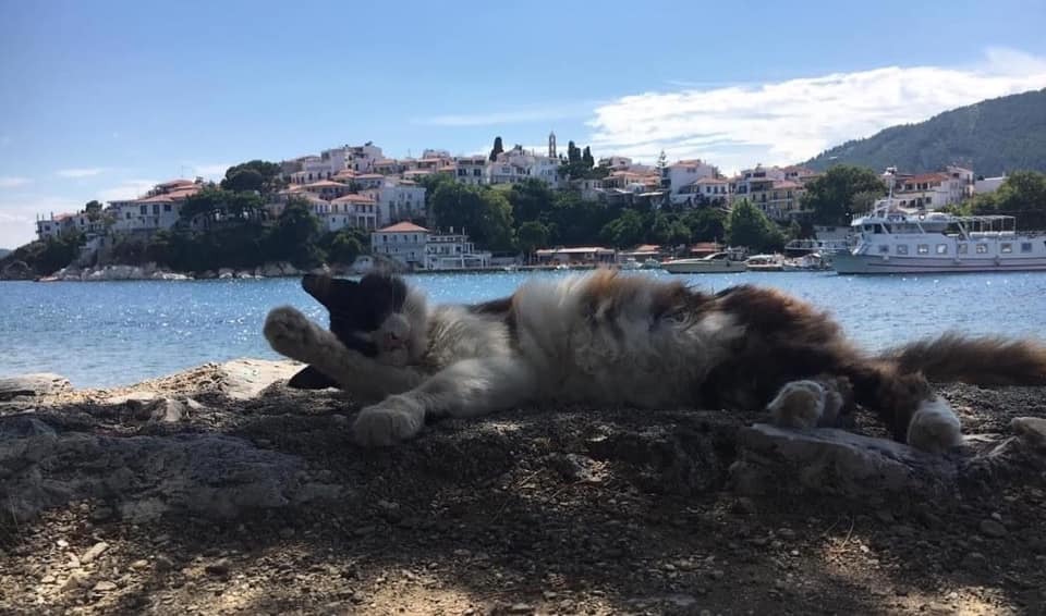 Cats on Skiathos Island