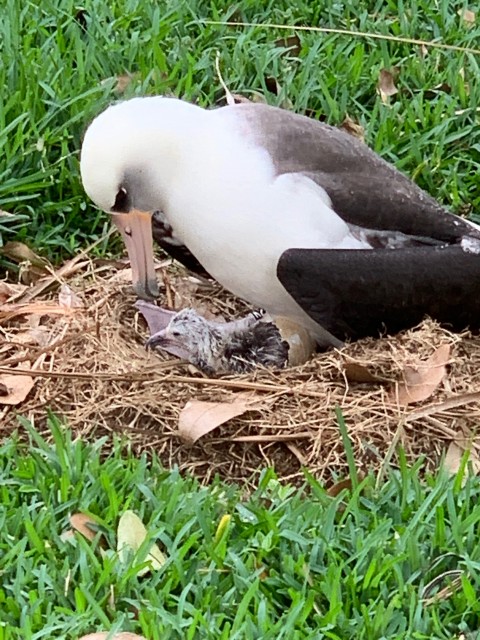 Introducing Pela – A Laysan Albatross on Kauai – Hawaii